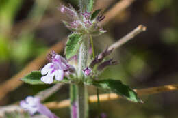 Image of dentate false pennyroyal