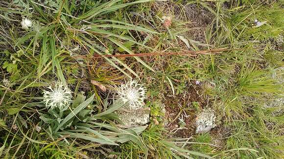 Centaurea cheiranthifolia Willd. resmi