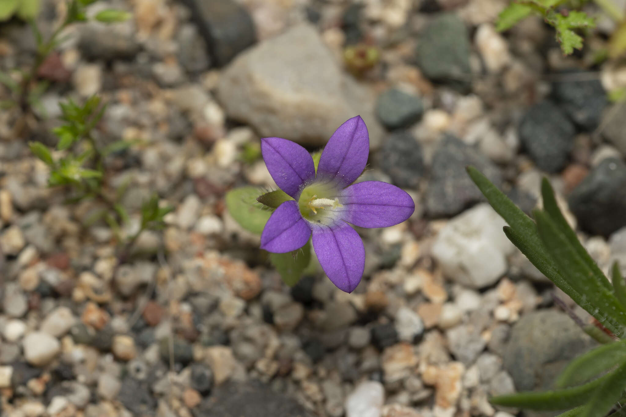 Imagem de Campanula rhodensis A. DC.