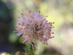 Image of Agathosma juniperifolia Bartl.