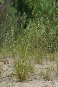 Image of Festuca beckeri (Hack.) Trautv.