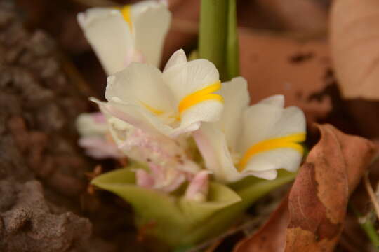 Imagem de Curcuma singularis Gagnep.