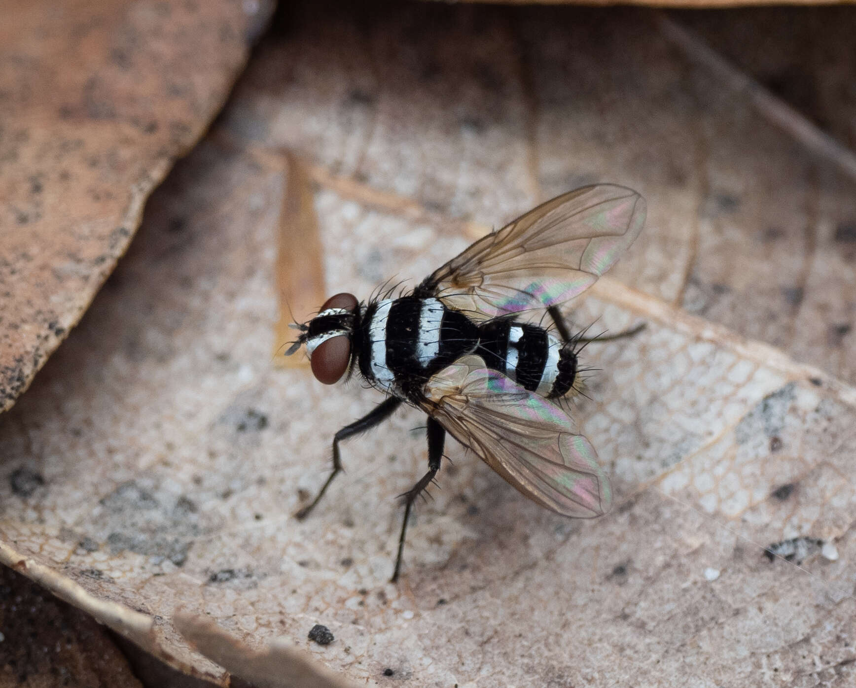 Image of Trigonospila cingulata (Macquart 1851)