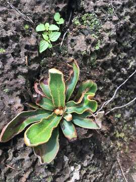 Image of Trachypteris pinnata (Hook. fil.) C. Chr.