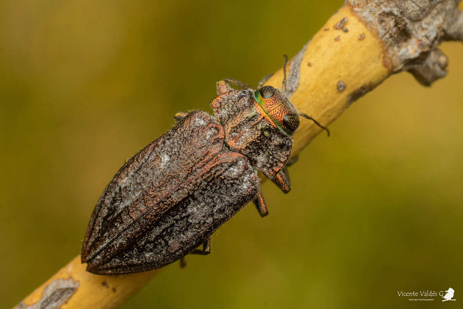 Image of Chrysobothris bothrideres Fairmaire 1864