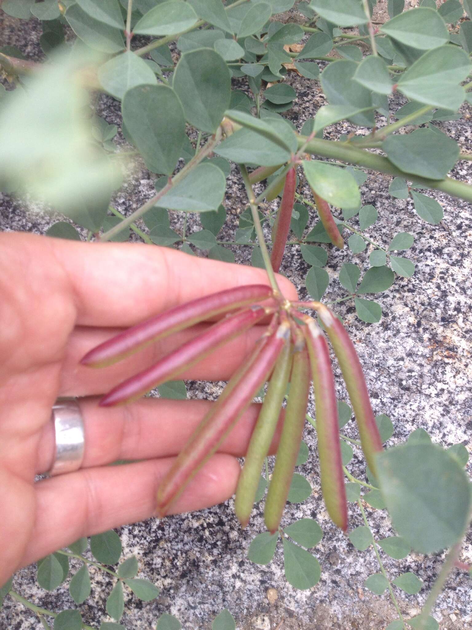 Image of big deervetch