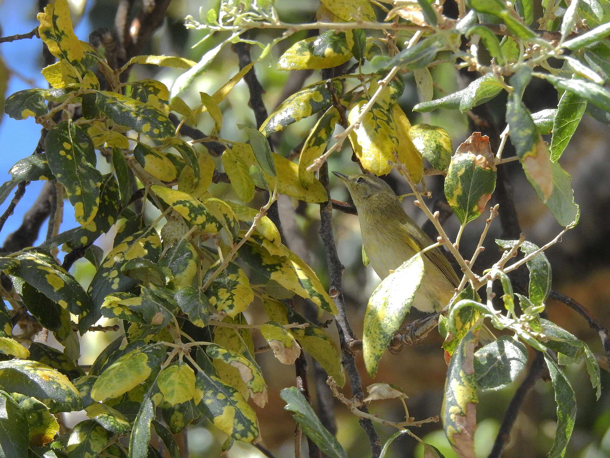 Image of Iberian Chiffchaff