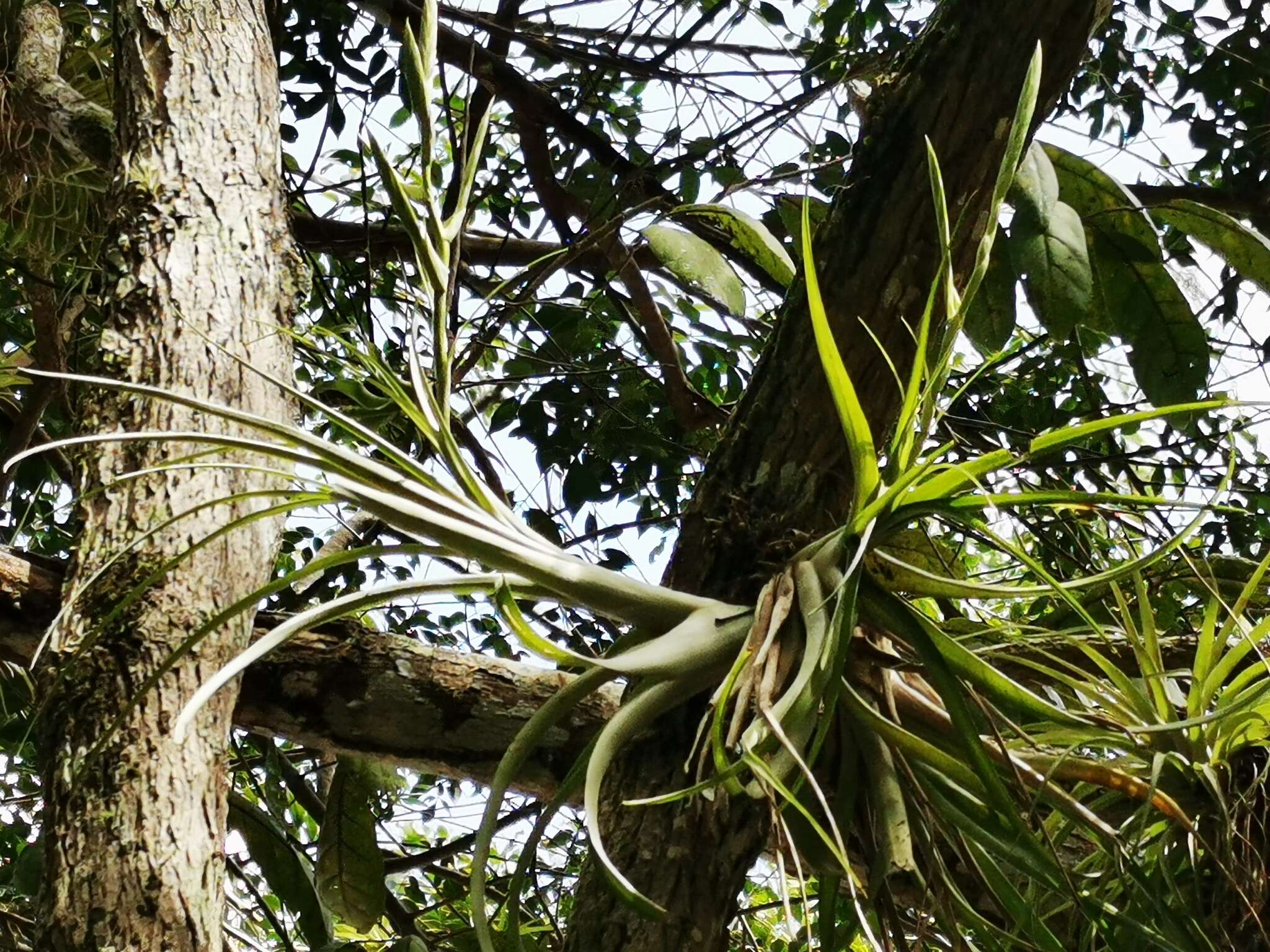 Image of leatherleaf airplant