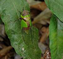 Image of Hemisciera maculipennis (Laporte 1832)