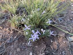 Image of Pygmy Bluet