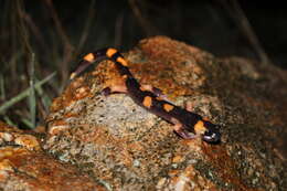 Image of Common Ensatina