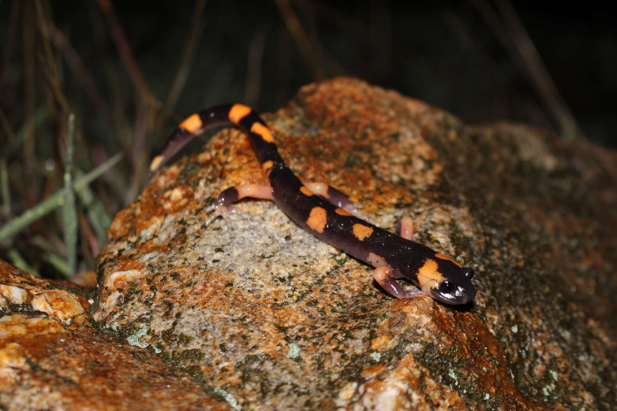 Image of Common Ensatina