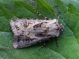 Agrotis vestigialis Hüfnagel 1766的圖片