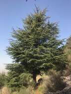 Sivun Libanoninsetri kuva