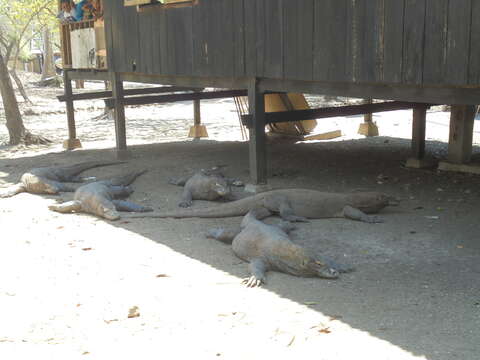 Image of Komodo Dragon