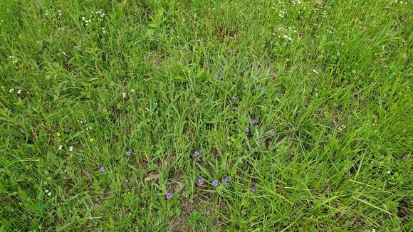 Image de Tradescantia longipes E. S. Anderson & Woodson