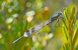 Image of Austrolestes cingulatus (Burmeister 1839)