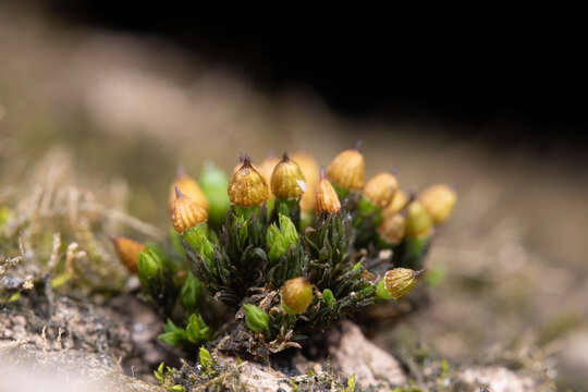 Image of orthotrichum moss