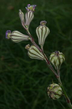 Image of Silene secundiflora Otth