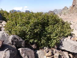 Imagem de Alnus alnobetula subsp. suaveolens (Req.) Lambinon & Kerguélen