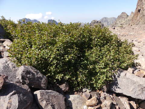 Image of Alnus alnobetula subsp. suaveolens (Req.) Lambinon & Kerguélen