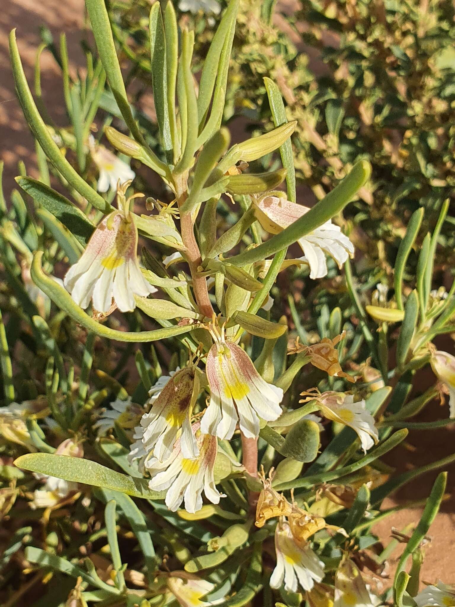 Image de Scaevola collaris F. Müll.