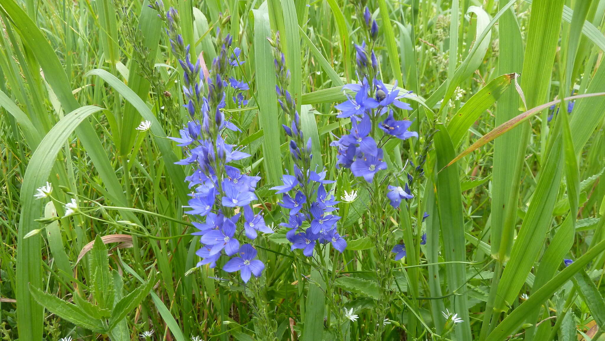 Image de Veronica teucrium L.