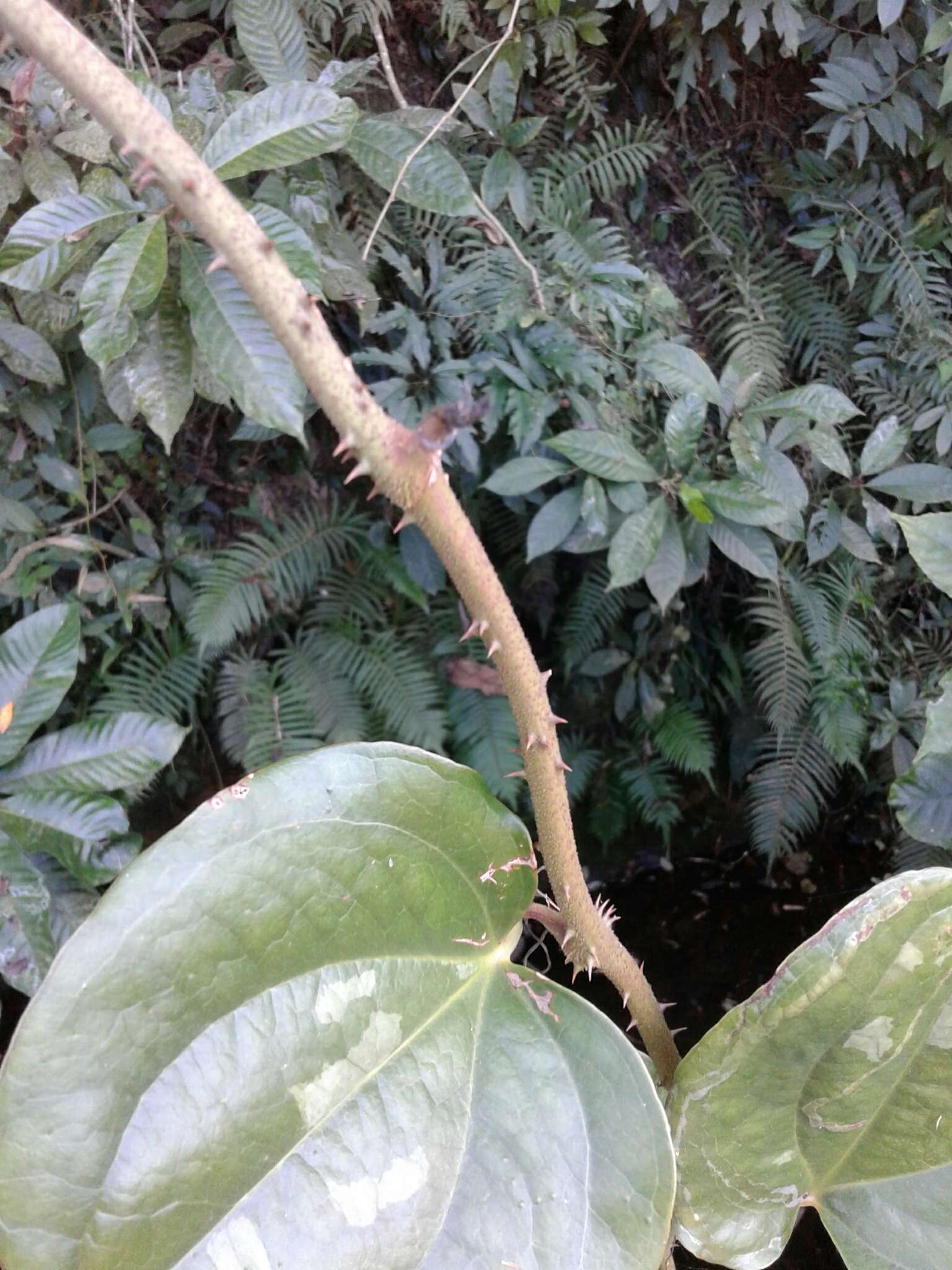 Image of Smilax aspericaulis Wall. ex A. DC.