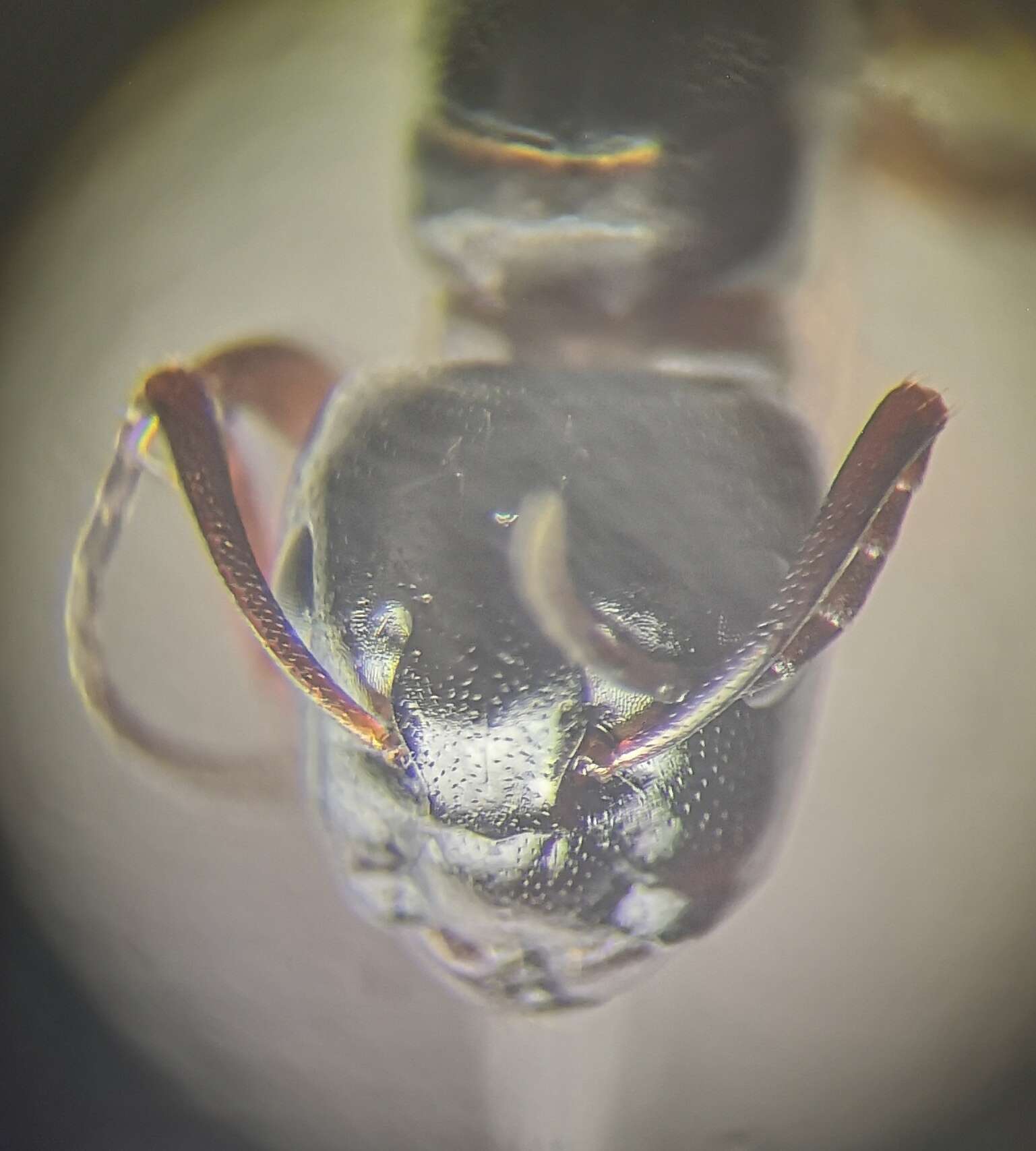 Image of Camponotus fallax (Nylander 1856)