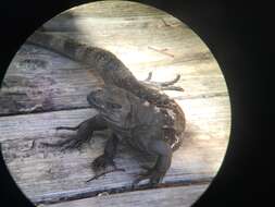 Image of De Queiroz's Spiny-tailed Iguana