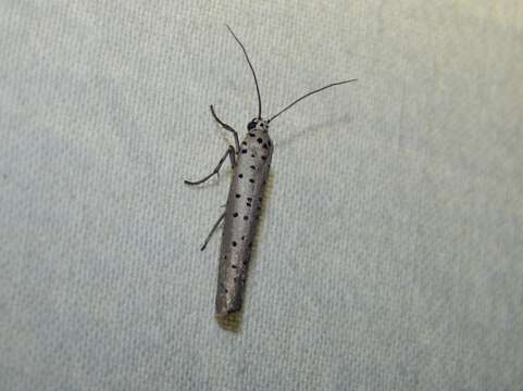 Image of Yponomeuta fumigata Zeller 1852