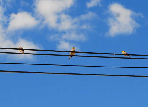 Image of Citron-headed Yellow Finch