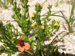 Plancia ëd Linaria arenaria DC.