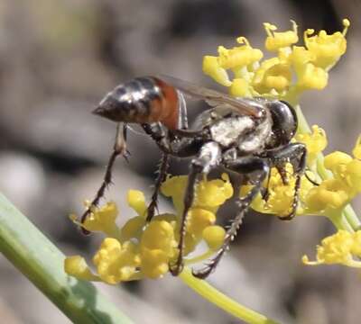 Sivun Prionyx lividocinctus (A. Costa 1861) kuva