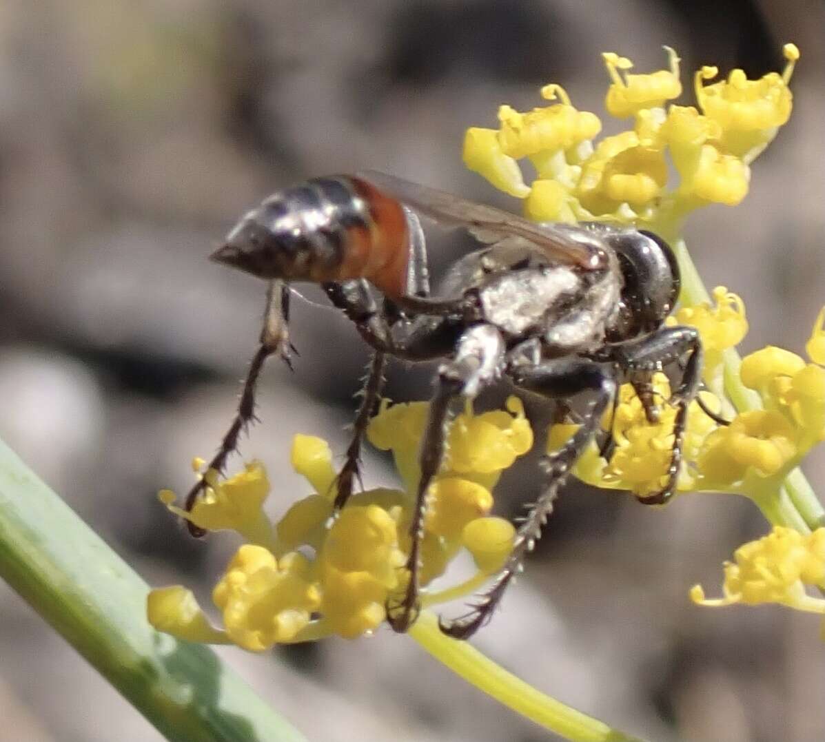 Image of Prionyx lividocinctus (A. Costa 1861)