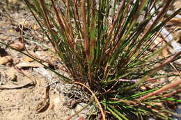 Image of Pentameris curvifolia (Schrad.) Nees