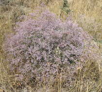 Imagem de Limonium gerberi A. Soldano