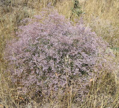 Image of Sea lavendar