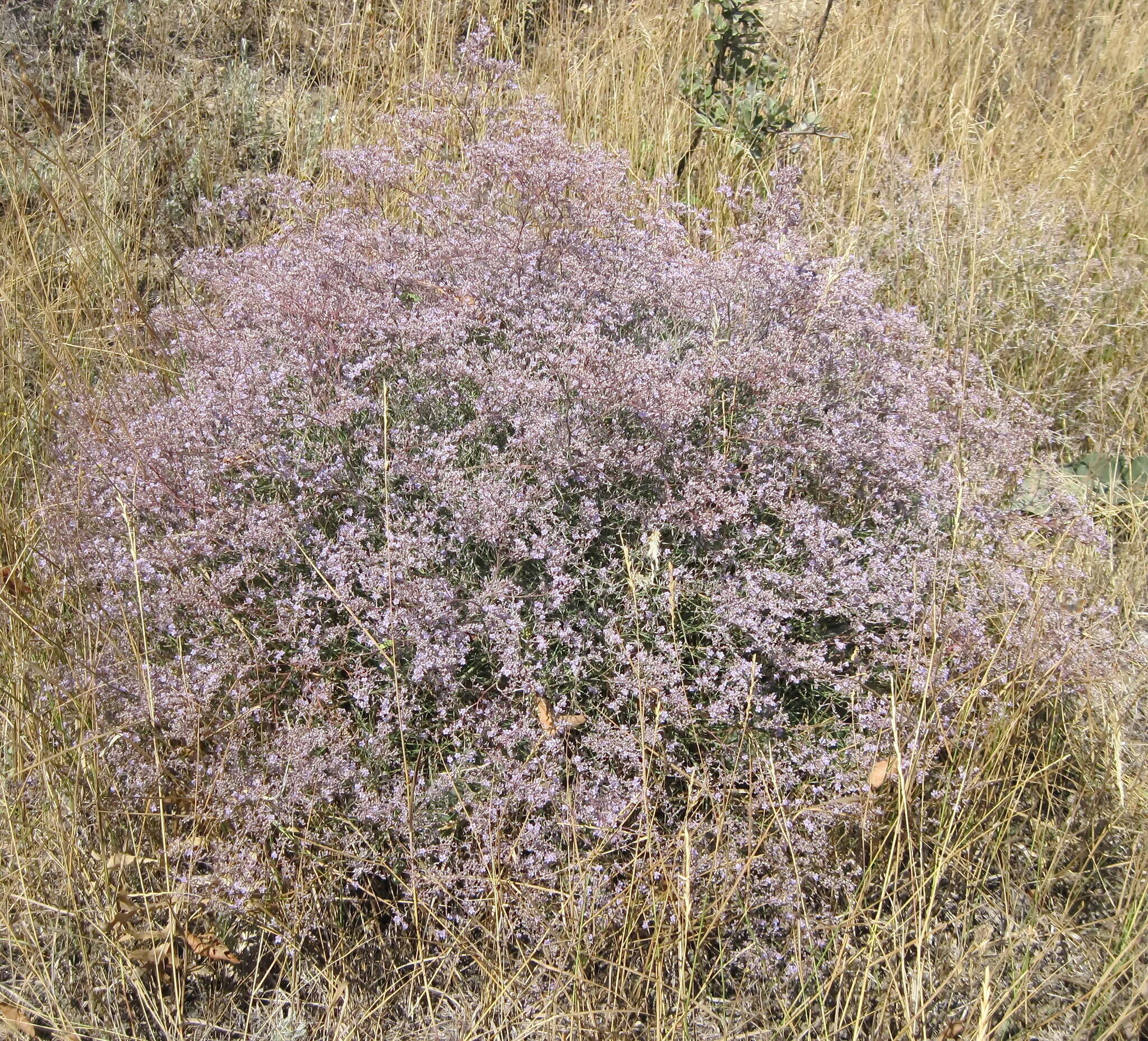 Imagem de Limonium gerberi A. Soldano