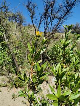 Image of Flourensia thurifera (Molina) DC.