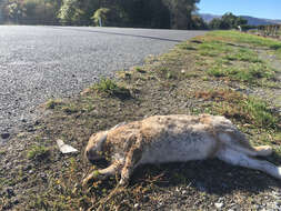 Image of Oryctolagus cuniculus cuniculus (Linnaeus 1758)