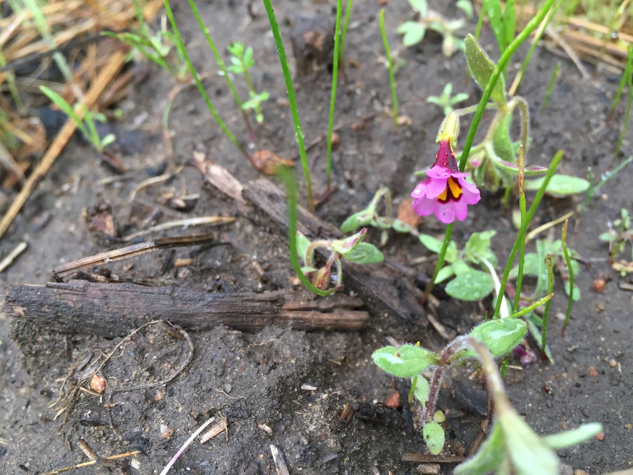 Image of Slender-Stem Monkey-Flower