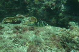 Image of Bluespotted Toadfish