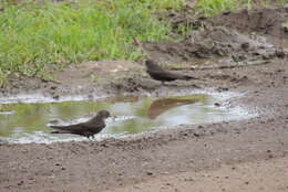 Image of Dusky Crag Martin