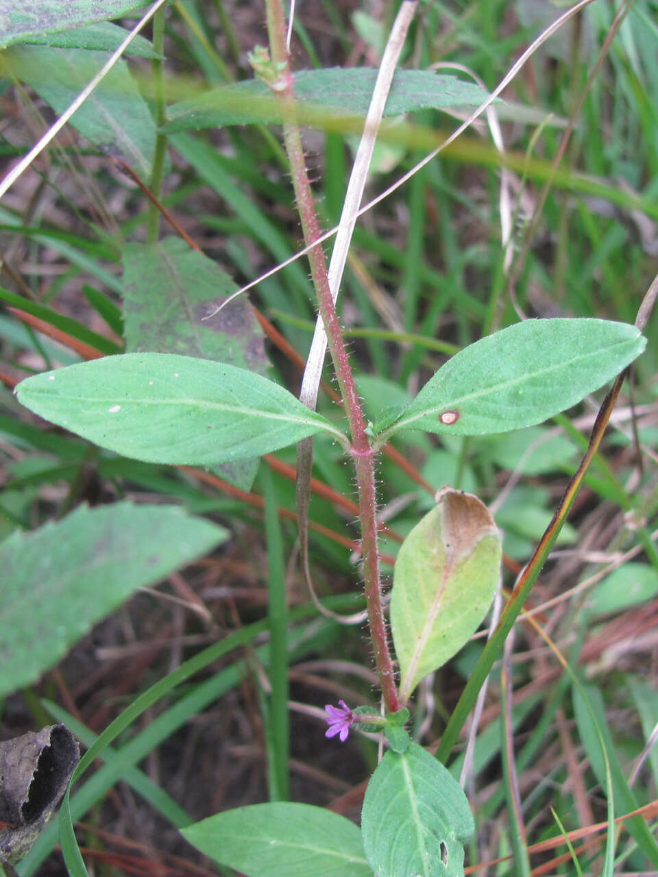 Image of Sticky Waxweed