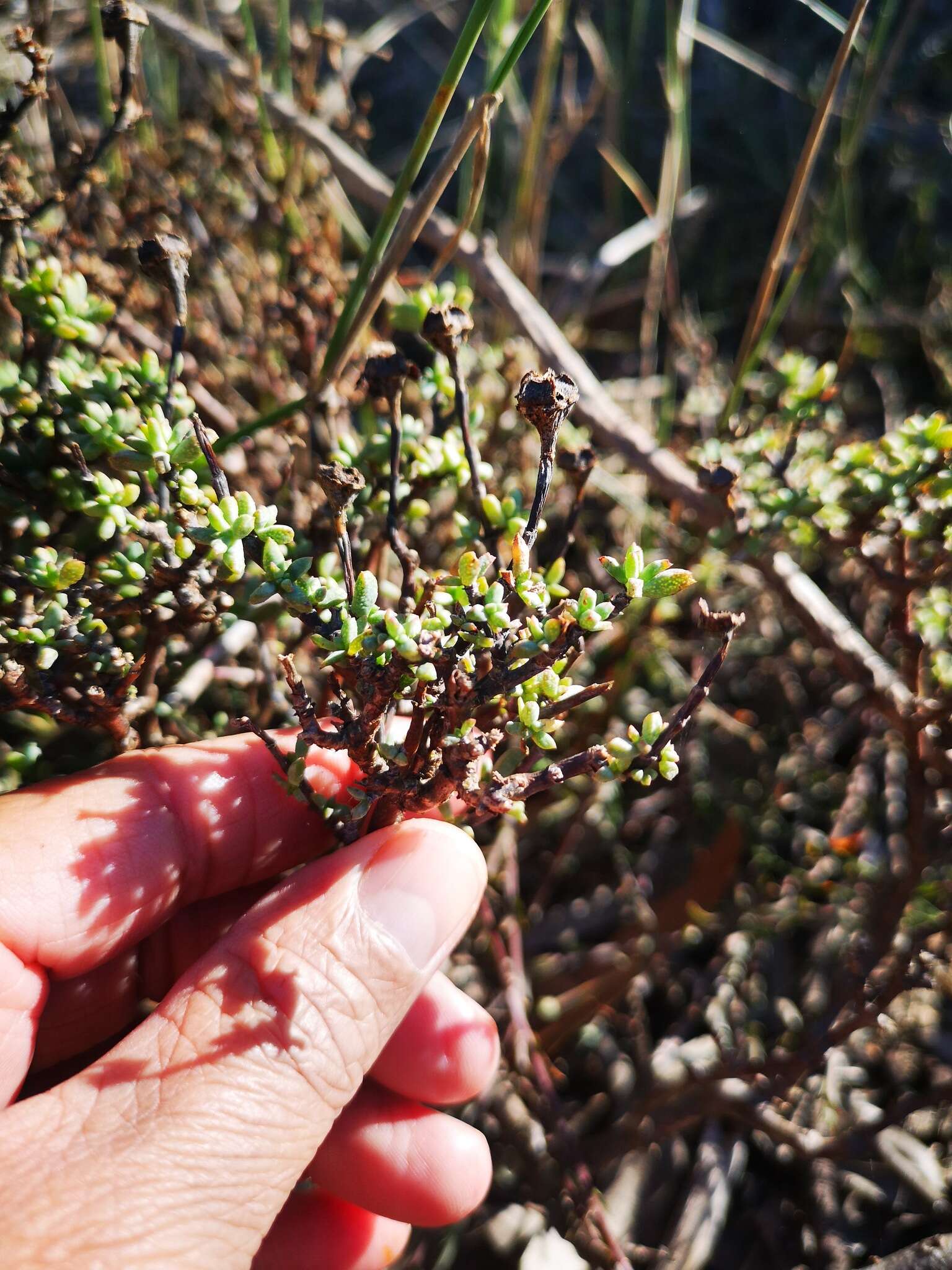 Image of Lampranthus leptaleon (Haw.) N. E. Br.