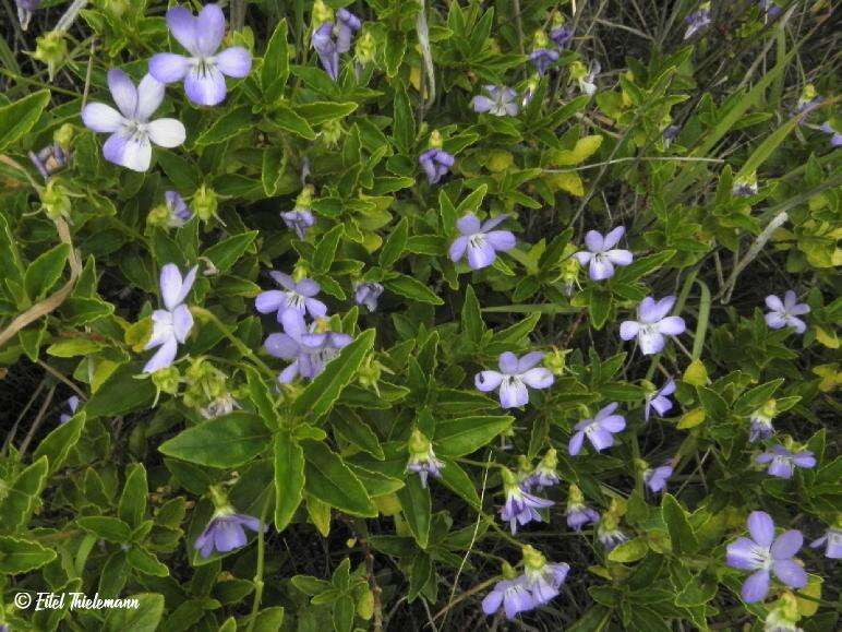 Viola portalesia C. Gay resmi