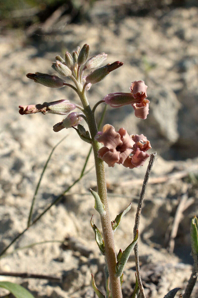 Image of Matthiola fragrans (Fisch.) Bunge