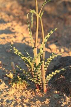 Image of Freesia viridis (Aiton) Goldblatt & J. C. Manning