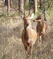 Image de Rucervus duvaucelii branderi Pocock 1943